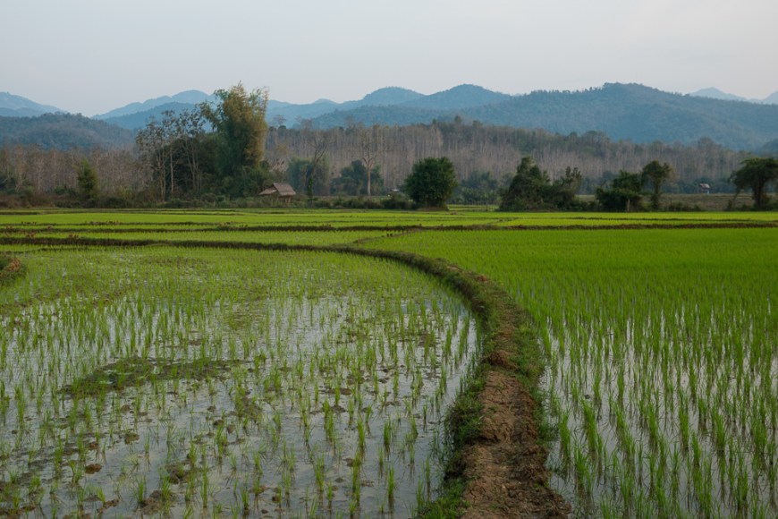 Rice Paddies near Luang Prabang, Laos, Indochina, Asia