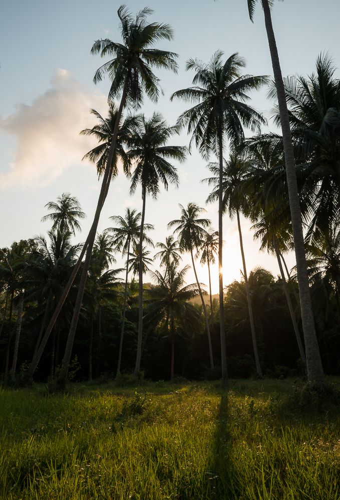 Palm Trees, Ko Samui Island, Surat Thani, Thailand