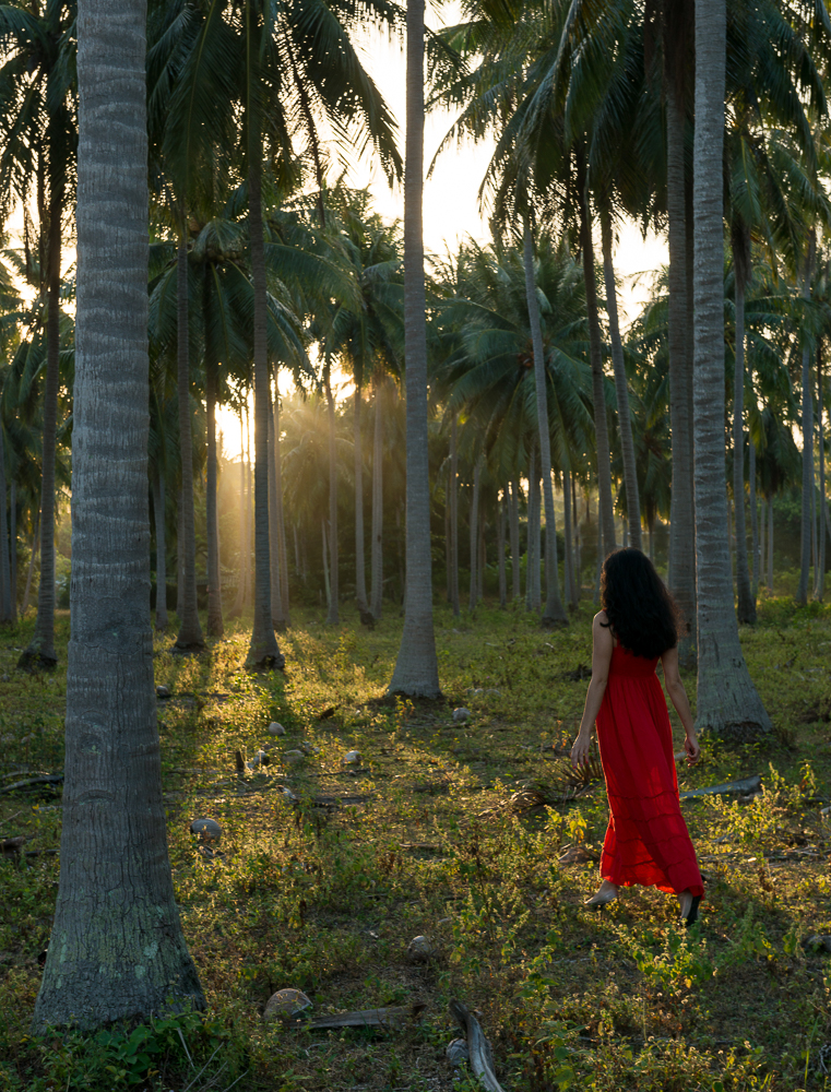 Palm Trees, Ko Samui Island, Surat Thani, Thailand