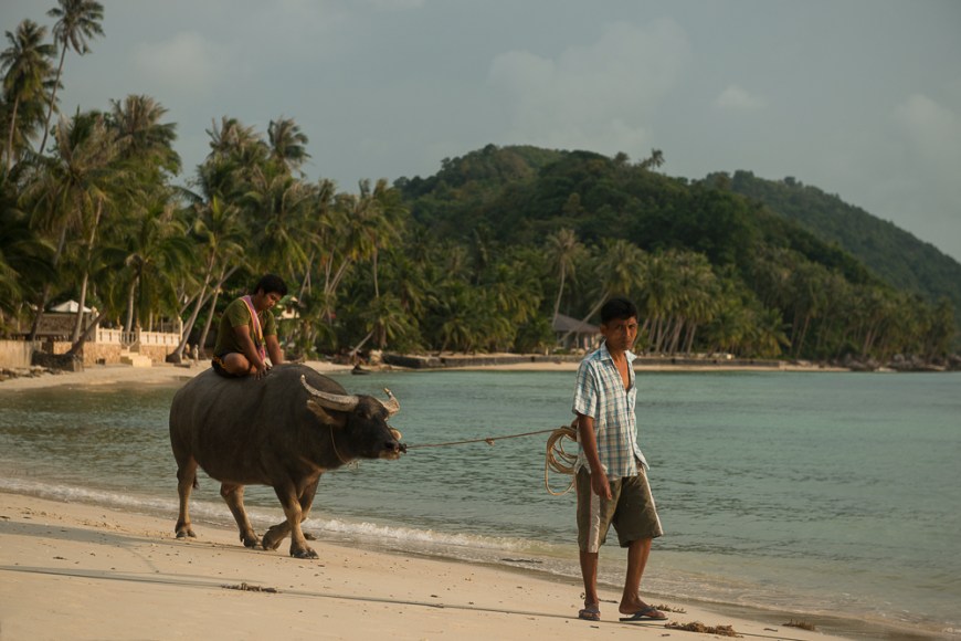Man leading Ox, Taling Ngam Beach, Ko Samui Island, Surat Thani, Thailand