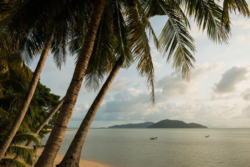 Palm Trees, Thong Krut Beach, Ko Samui Island, Surat Thani, Thailand