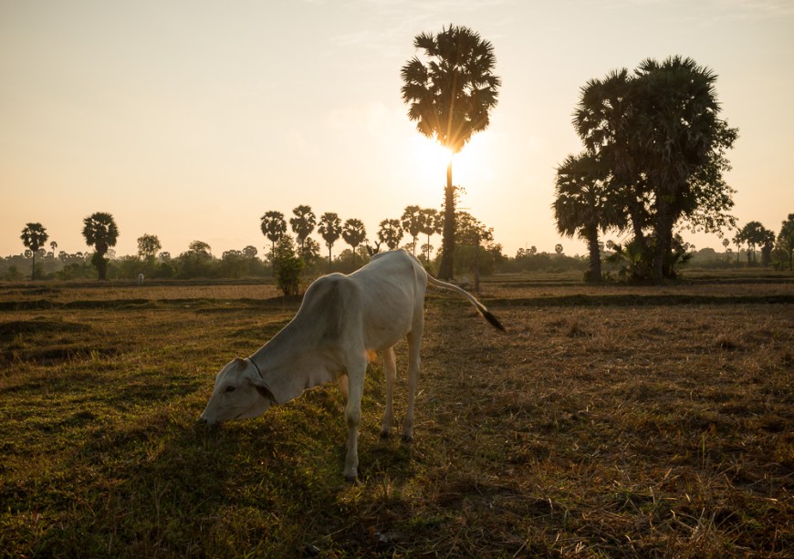 Rural scene, Fields near, Kampot, Cambodia, Indochina, Asia