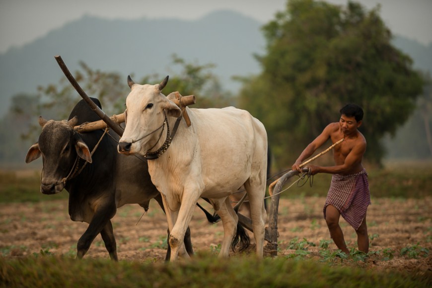 Farmer working with Cattle driven Plough, Kep, Kep Province, Cambodia, Indochina, Asia