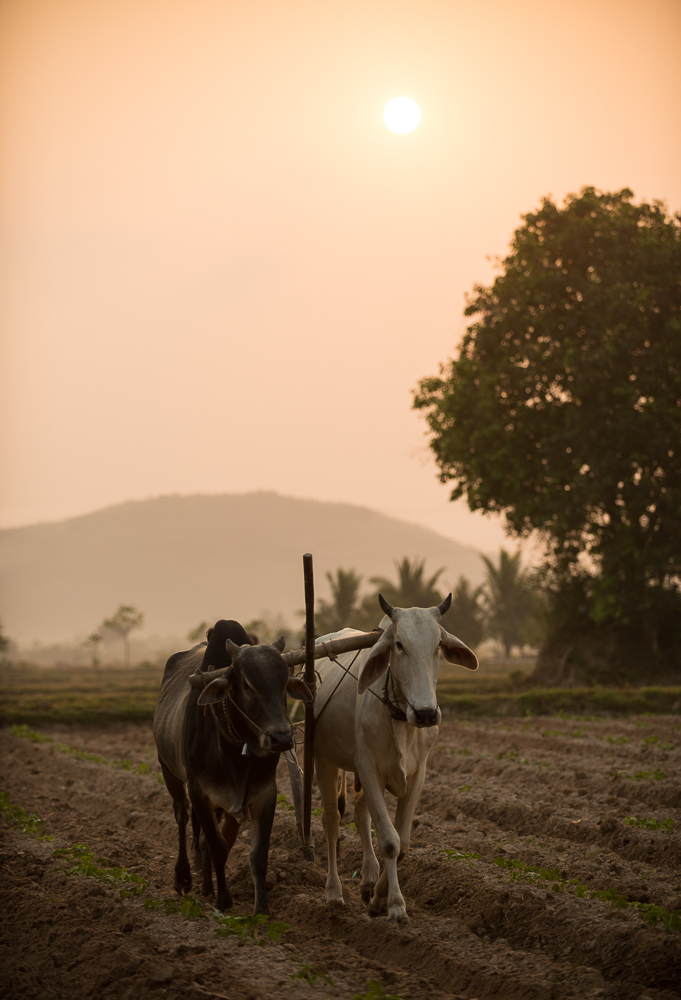 Farmer working with Cattle driven Plough, Kep, Kep Province, Cambodia, Indochina, Asia