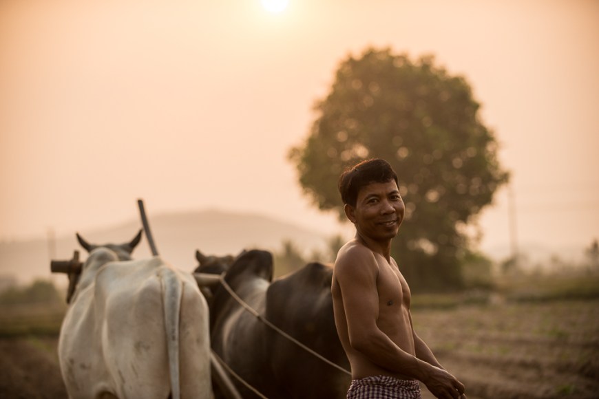 Farmer working with Cattle driven Plough, Kep, Kep Province, Cambodia, Indochina, Asia