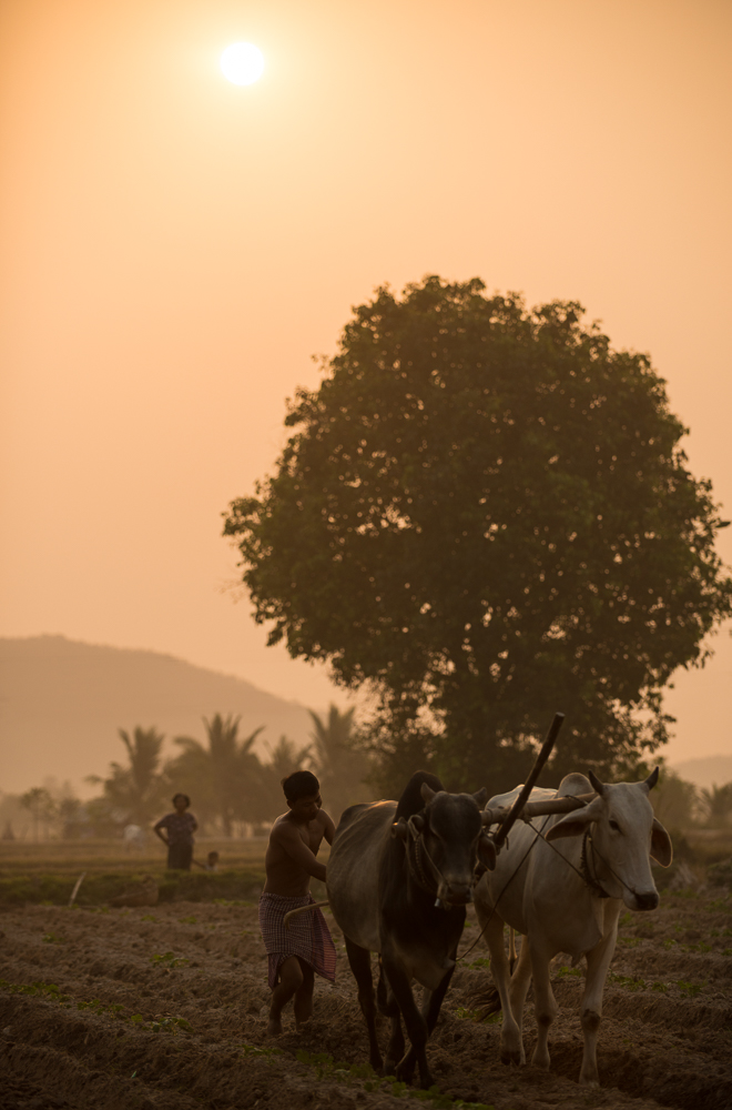 Farmer working with Cattle driven Plough, Kep, Kep Province, Cambodia, Indochina, Asia