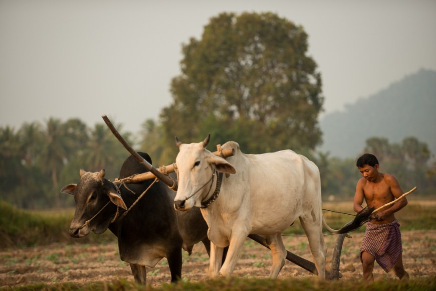 Farmer working with Cattle driven Plough, Kep, Kep Province, Cambodia, Indochina, Asia