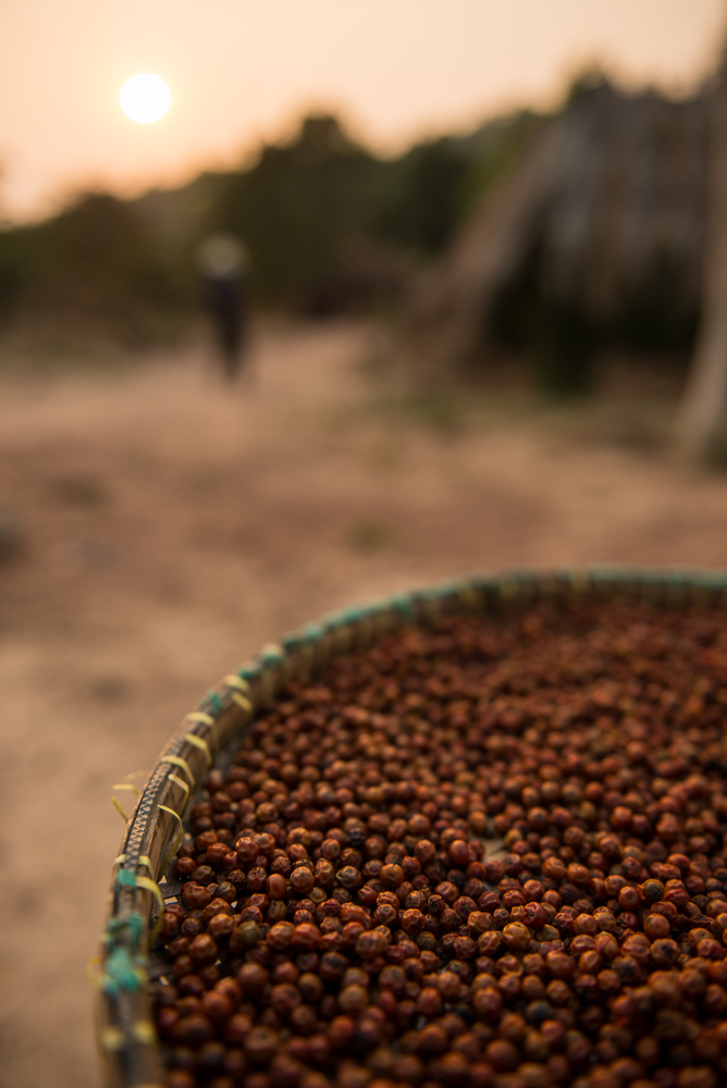 Red Pepper drying in sun, Pepper Farm, Kep Province, Cambodia, Indochina, Asia