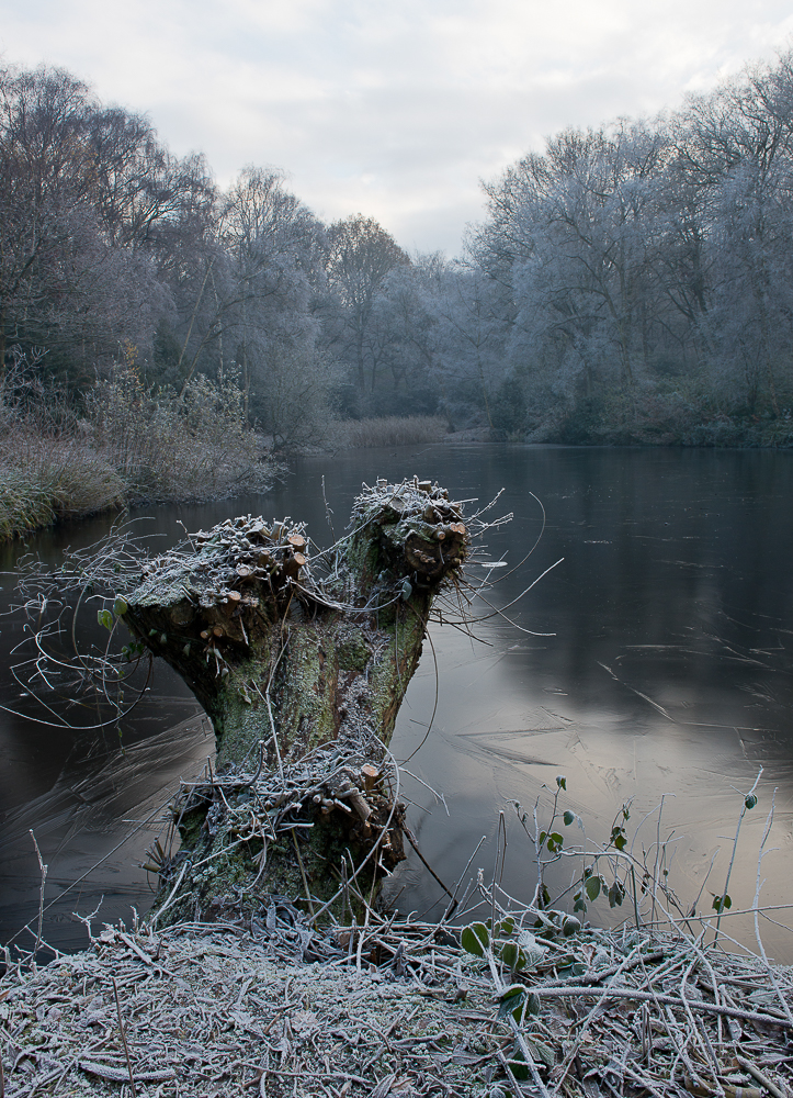 Hampstead Heath in winter frost, London, UK