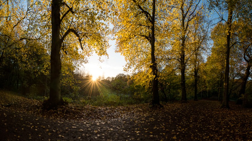 Hampstead Heath at dawn, Hampstead, London, UK