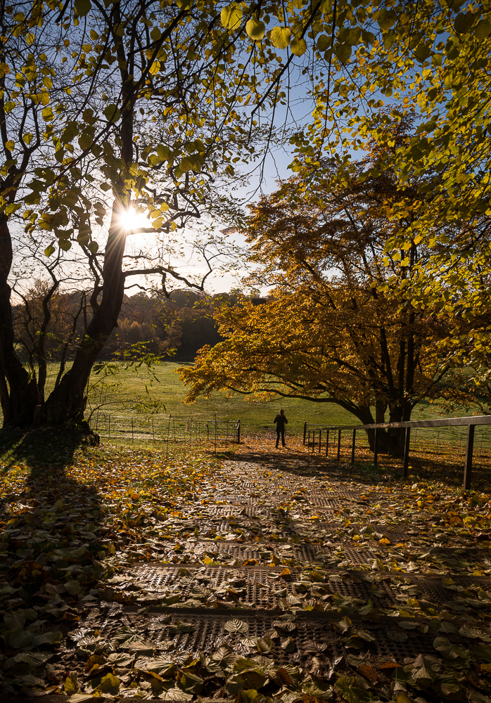 Hampstead Heath at dawn, Hampstead, London, UK