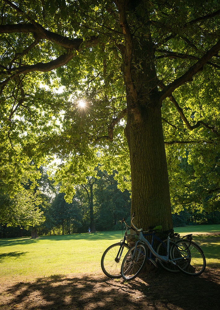 Sunlight through trees, Copenhagen, Denmark