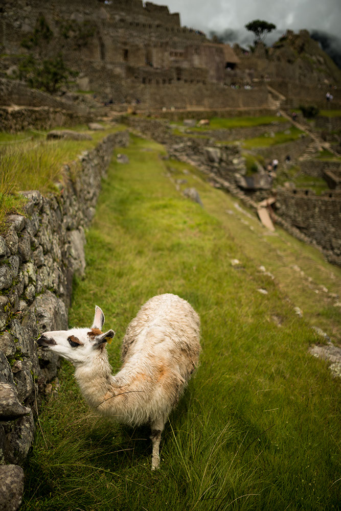 Llama at Machu Picchu, The Sacred Valley, Peru