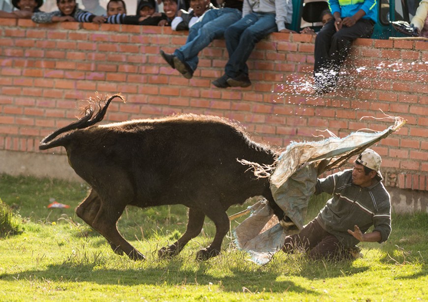 Bullfights at the culmination of 'Fiesta de la Virgen de la Candelaria', Copacabana, Lake Titicaca, Bolivia