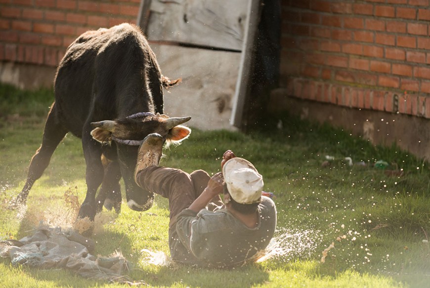 Bullfights at the culmination of 'Fiesta de la Virgen de la Candelaria', Copacabana, Lake Titicaca, Bolivia