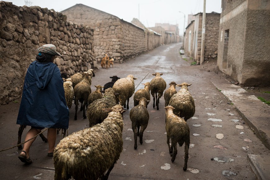Sheep being led home by farmers, Cabanaconde, Colca Canyon, Peru