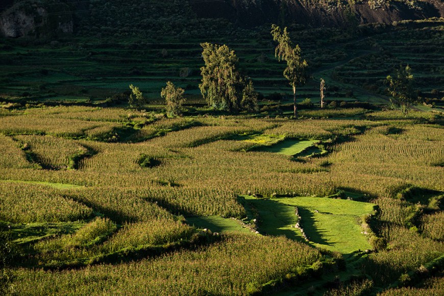 View of fields near Cabanaconde at dawn, Colca Canyon, Peru