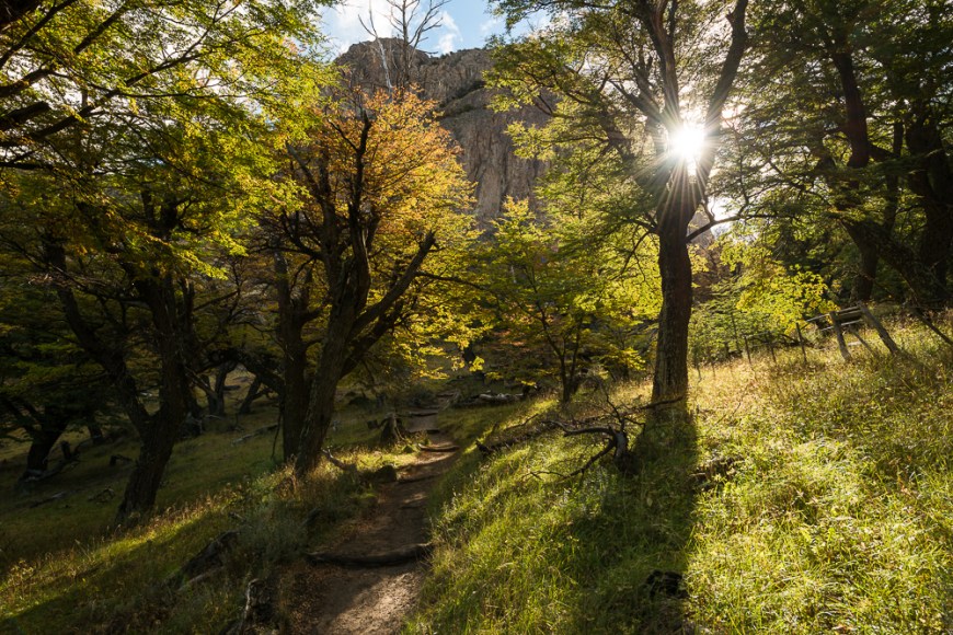 Autumn colours in woods on the path to Mount Fitz Roy, El Chaltén, Los Glaciares National Park, Santa Cruz Province, Argentina