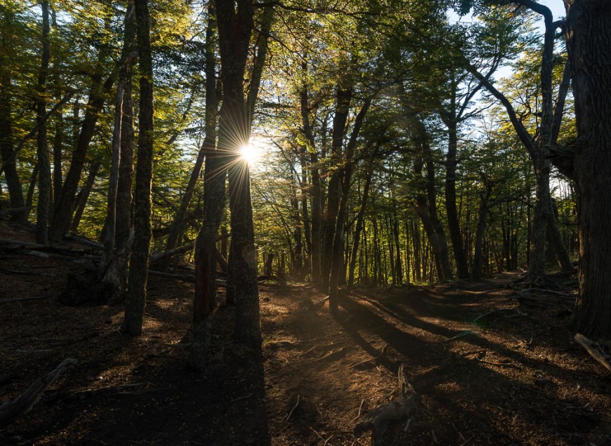 Autumn colours in woods on the path to Mount Fitz Roy, El Chaltén, Los Glaciares National Park, Santa Cruz Province, Argentina