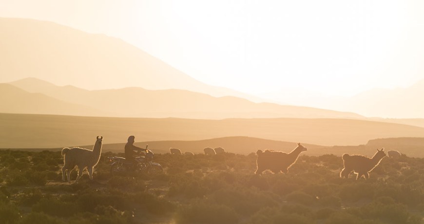 Llamas at dusk, Villa Alota, Southern Altiplano, Bolivia