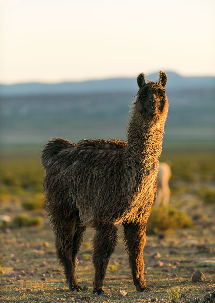Llamas at dusk, Villa Alota, Southern Altiplano, Bolivia