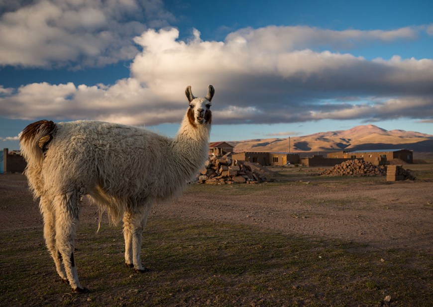 Llama's at Dawn in Villa Alota, Southern Altiplano, Bolivia