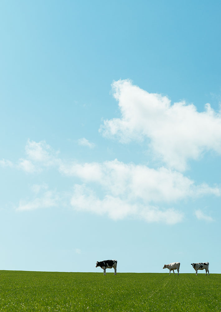 Cows in field, Marloes, Pembrokeshire Coast National Park, Wales, UK
