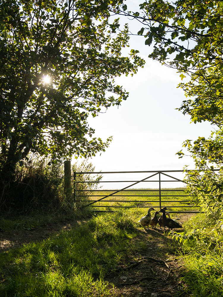 Geese standing by field gate, Pembrokeshire Coast National Park, Wales, UK
