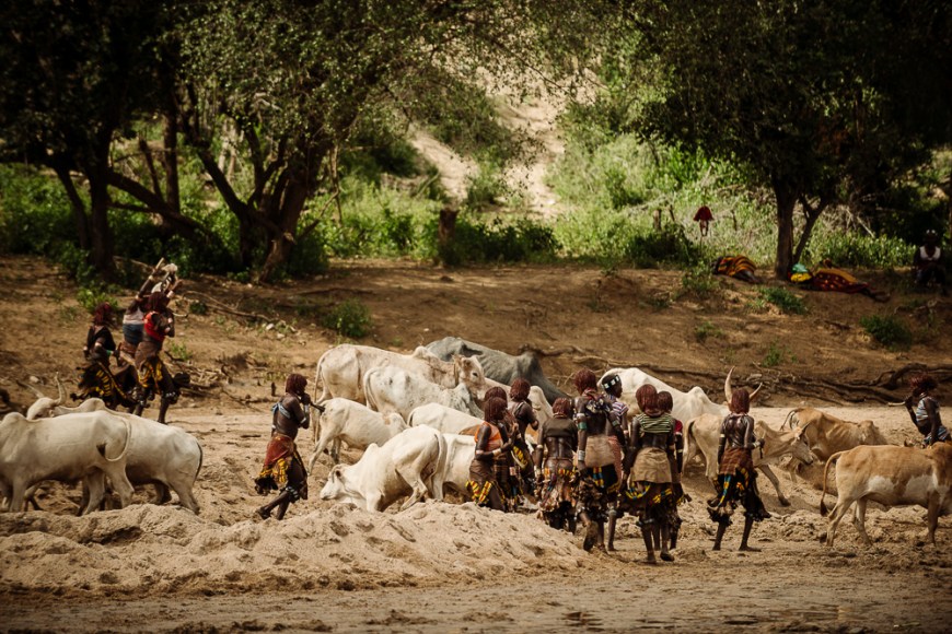 Jumping of the Bulls Ceremony, Hamar Tribe, Turmi, Omo Valley, Ethiopia