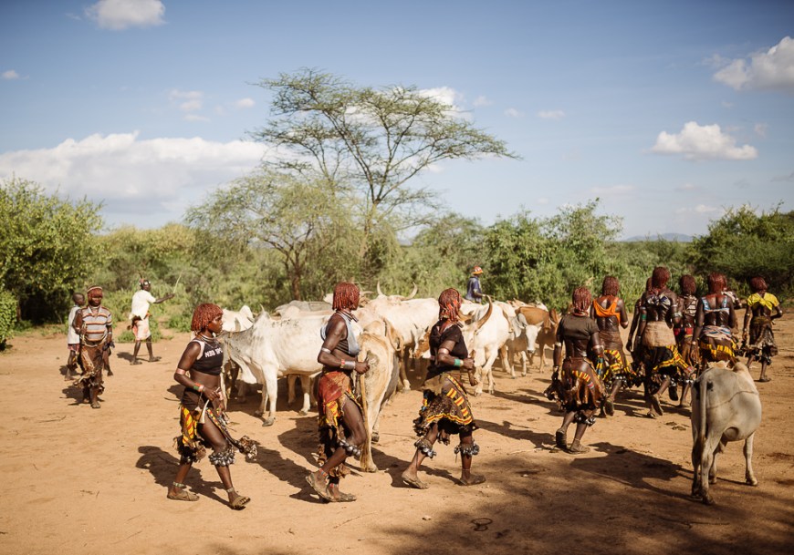 Jumping of the Bulls Ceremony, Hamar Tribe, Turmi, Omo Valley, Ethiopia