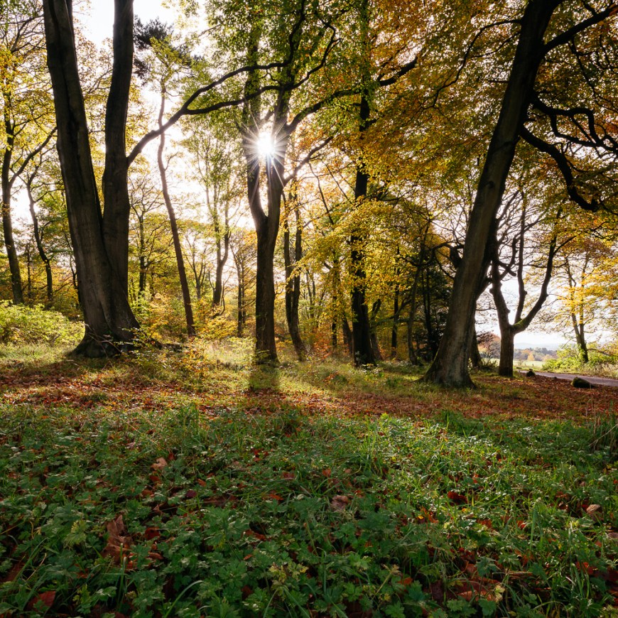 Autumn colours at The Longshaw Estate, Peak District, Derbyshire, England, UK
