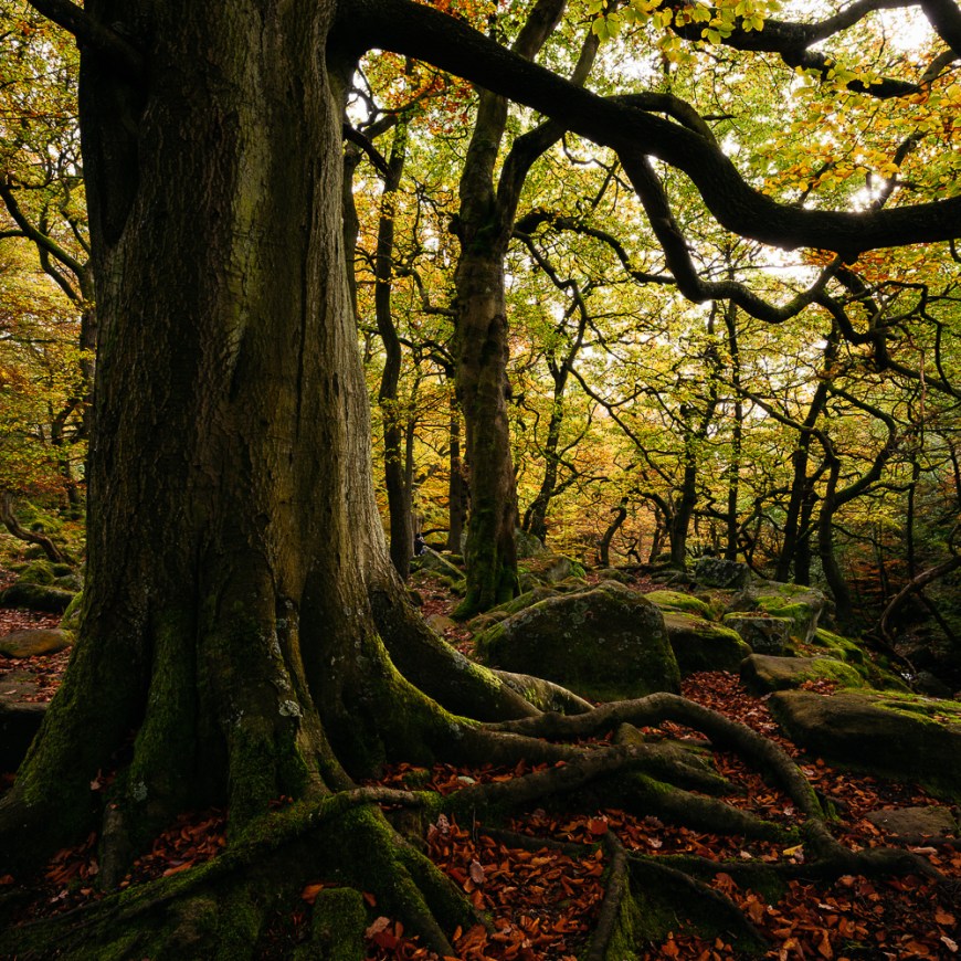 Padley Gorge, Peak District, Derbyshire, England, UK