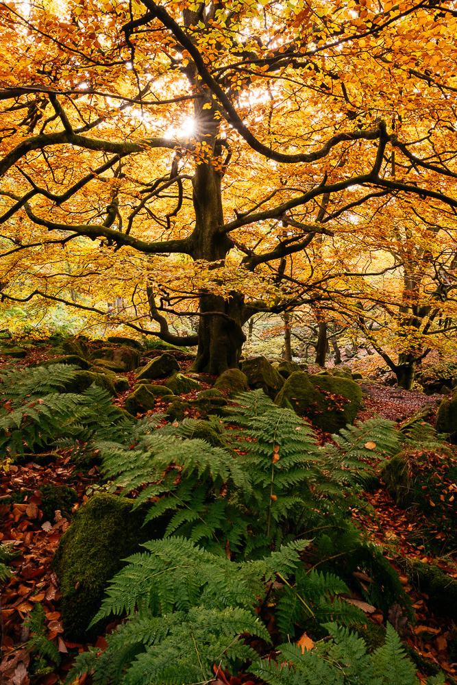 Padley Gorge, Peak District, Derbyshire, England, UK