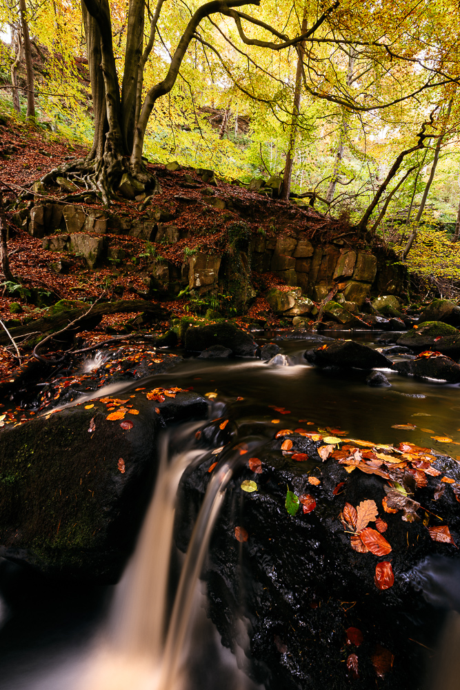Padley Gorge, Peak District, Derbyshire, England, UK