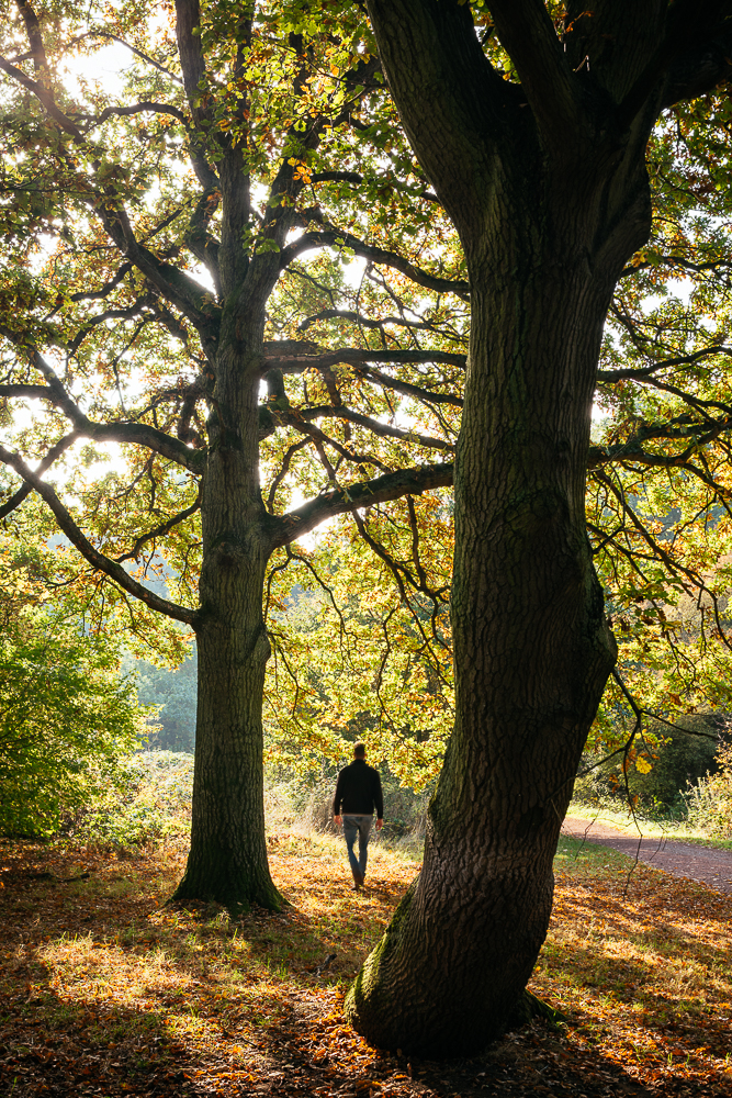 Epping Forest in Autumn, London, UK