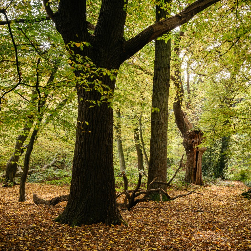 Epping Forest in Autumn, London, UK