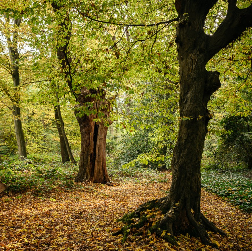 Epping Forest in Autumn, London, UK