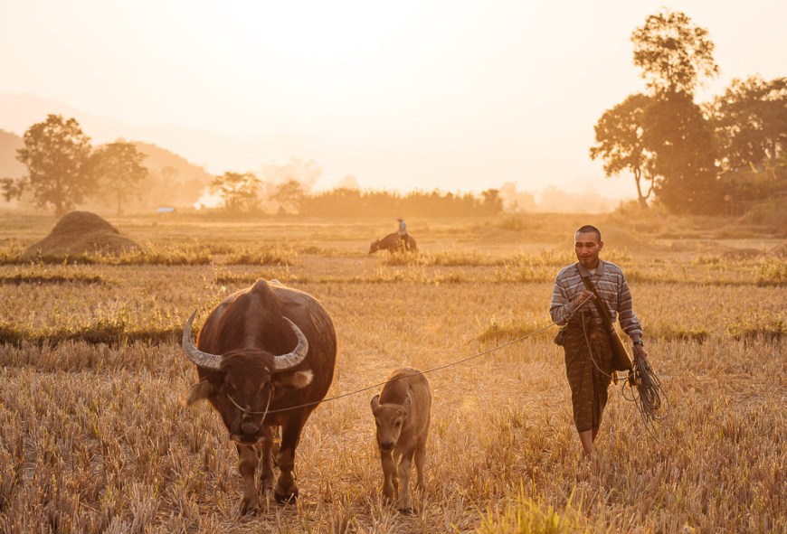 Farmer leading Water Buffalo home for evening, Hsipaw, Shan State, Myanmar, Asia