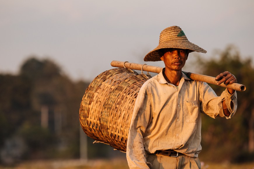 Man working in Paddy fields near Hsipaw, Shan State, Myanmar, Asia