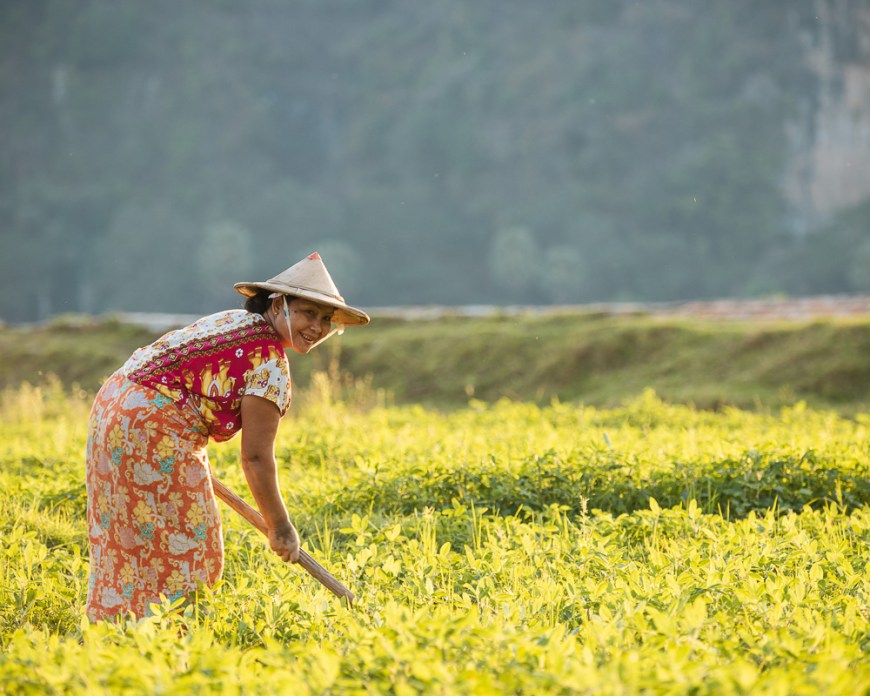 Burmese woman working in paddy fields, Hpa-an, Kayin State. Myanmar, Asia
