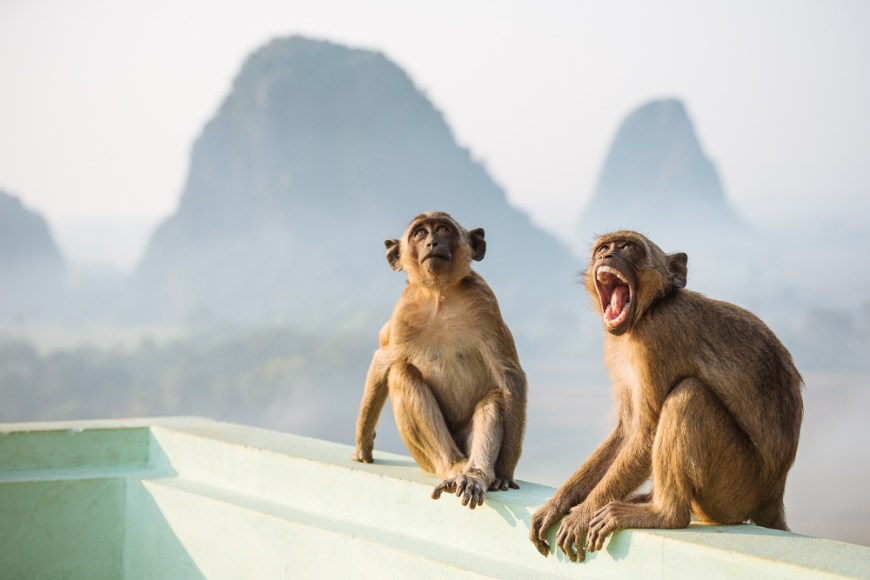 Monkeys at Kaw Gon Pagoda, Hpa-an, Kayin State. Myanmar, Asia