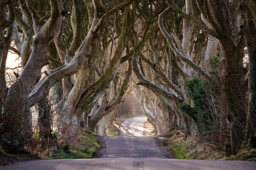 The Dark Hedges, Breagah Road, County Antrim, Northern Ireland