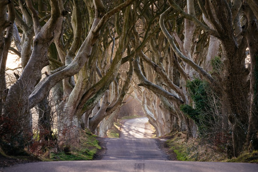 The Dark Hedges, Breagah Road, County Antrim, Northern Ireland