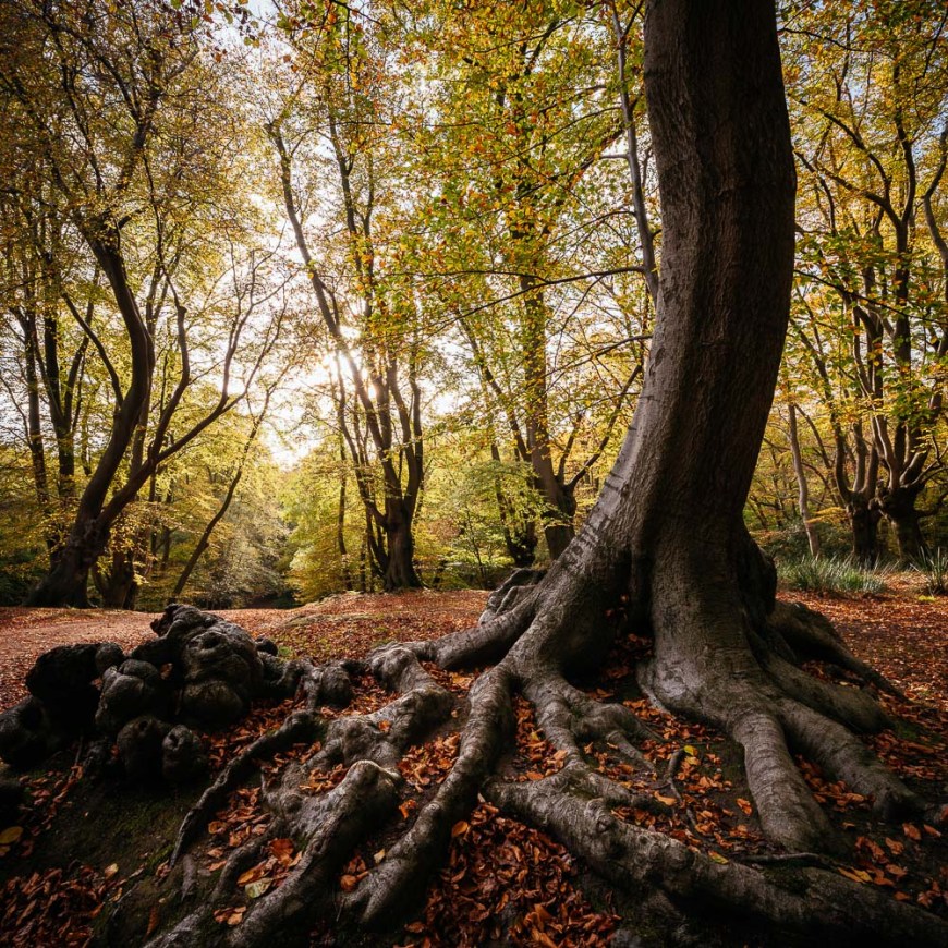 Autumn colours in Epping Forest last week - its a wonderful time of year for a walk in the woods.