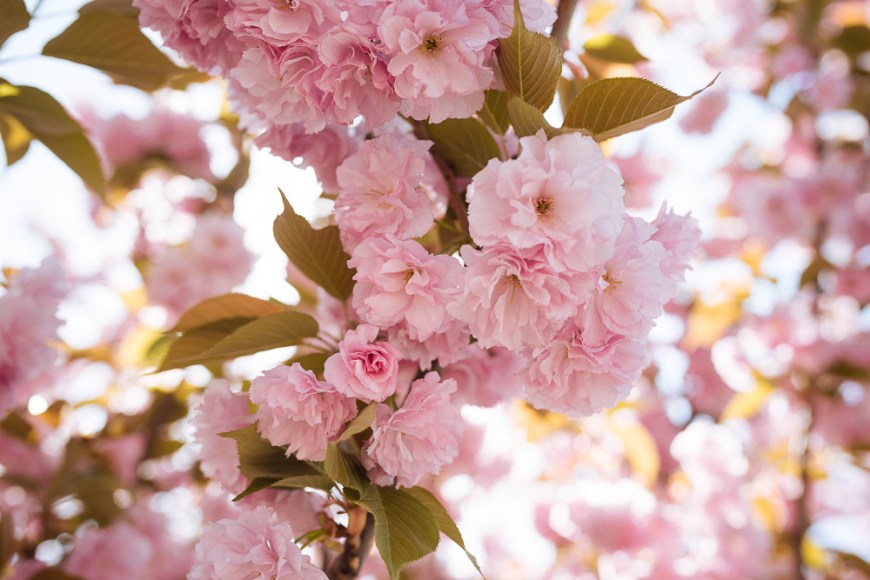 Cherry Blossom, Longtan Park, Beijing, China