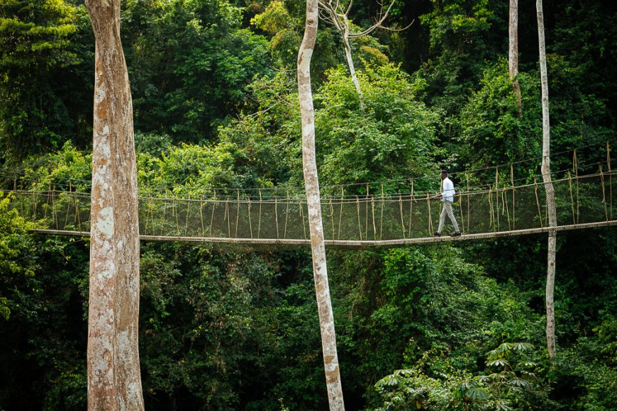 Canopy Walkway through tropical rainforest in Kakum National Park, Ghana, Africa