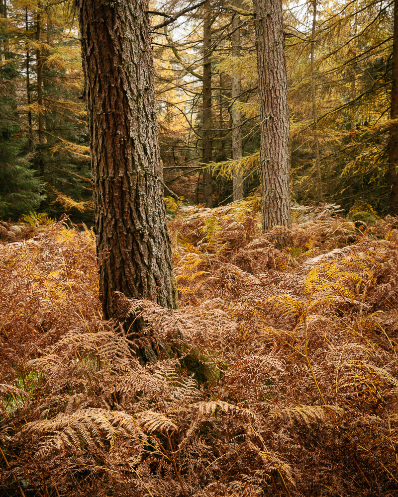 Autumn foilage in Grizedale Forest, Lake District, Cumbria, England, United Kingdom