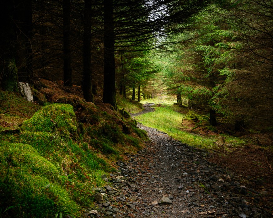 Grizedale Forest, Lake District, Cumbria, England, United Kingdom