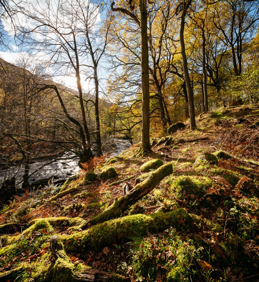 Autumn colours in Penny Rock Woods, Grasmere, Lake District, Cumbria, England, United Kingdom