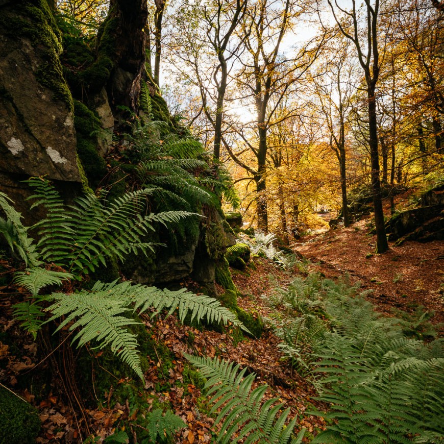 Autumn colours in Penny Rock Woods, Grasmere, Lake District, Cumbria, England, United Kingdom